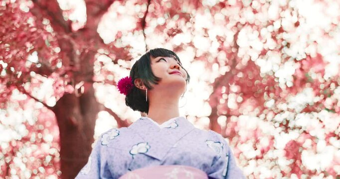 Thinking, cherry blossom and kimono with Japanese woman in park for traditional festival, hanami and trees. Spring, vision and culture with low angle of asian person for fashion, heritage and yukata