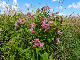 Asclepias incarnata | Swamp Milkweed | Native North American Wetland Wildflower