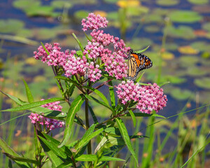 Asclepias incarnata | Swamp Milkweed with Monarch Butterfly | Native North American Wetland Wildflower