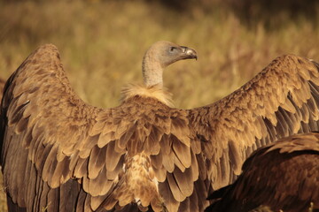 Obraz premium vulture colony in the monfrague park 