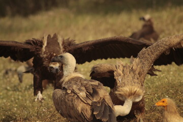 vulture colony in the monfrague park 