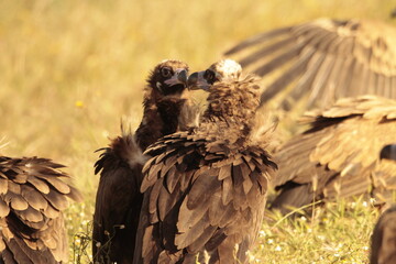 vulture colony in the monfrague park 