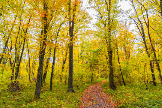 Walking path in yellow autumn forest among dense trees
