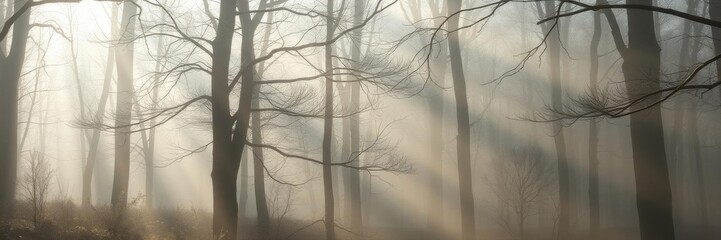 Obraz premium Foggy morning in spring with sunlight filtering through dense trees, foliage, soft light