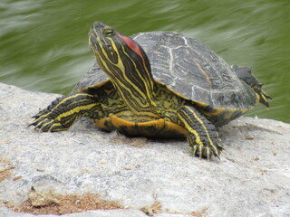 Obraz premium tortuga