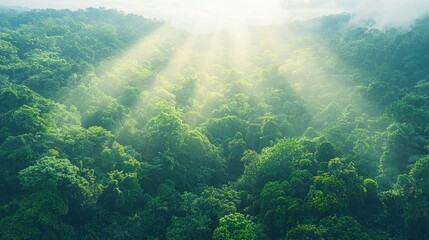 Obraz premium Lush green forest with sunlight filtering through the trees.