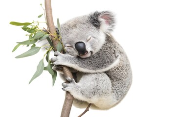 Obraz premium Sleepy koala hugging a eucalyptus branch