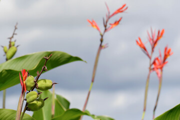 Cannas à Madagascar