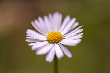 Obraz premium La pâquerette