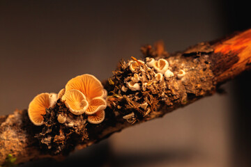 Minni Pilze auf einem Ast.