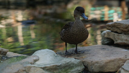 Fototapeta premium Portrait of a Beautiful Female Mandarin Duck Aix galericulata, a species of perching duck native to the Eastern Palearctic