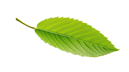 Obraz premium fresh leaf on a white background.