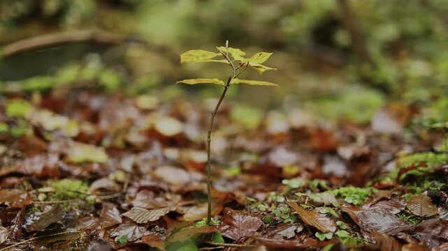 Ein Baumkeimling in einem herbstlichen laubwald