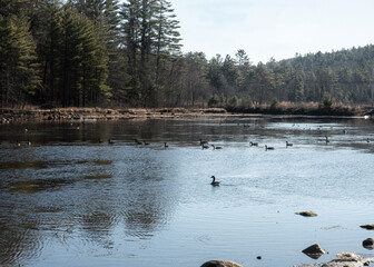 Geese on a pond in Autumn 