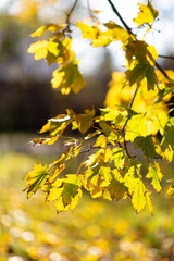 Obraz premium Close up on autumn foliage, background is blurred, no people are visible.