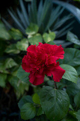 Single red flower with green leafy background