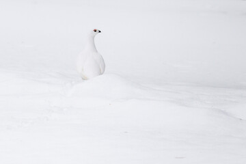 Schneehuhn im tiefen Schnee  perfekt getarnt
