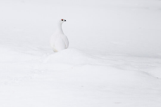 Schneehuhn im tiefen Schnee  perfekt getarnt