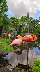Flamingi © Anna