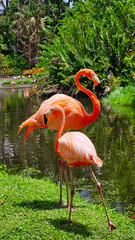 Flamingi © Anna