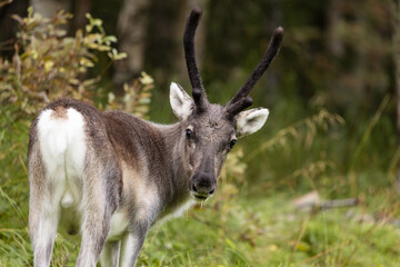 Junges Rentier im Wald schaut sich um