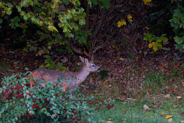 Obraz premium chevreuil mâle (brocard )