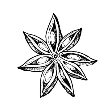 recommend clip art: A star anise flowers with intricate details. Hand drawn vector illustration. Perfect for culinary, botanical or holiday designs, highlighting spice, flavor and natural beauty, desserts, pastries