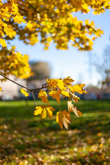 Close up on autumn foliage, background is blurred, no people are visible.