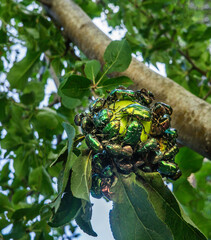 Fototapete bei efototapeten.de bestellen   