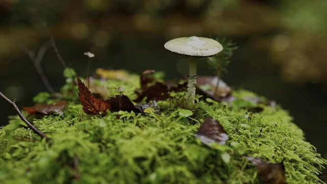 ein h&uuml;bscher pilz auf einem moosbedecktem baumstumpf