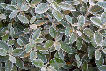 Fototapeta premium close up of a plant