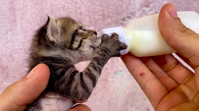 Kitten sucking milk in a bottle, 4K