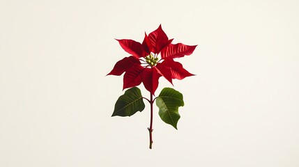 A Single Red Poinsettia Flower Isolated On White