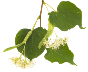 Fruits du tilleul	