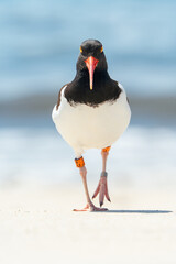 Oystercatcher on beach