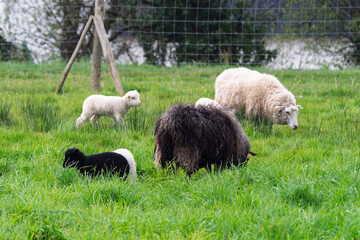 &Eacute;co-p&acirc;turage  avec des moutons de Ouessant 