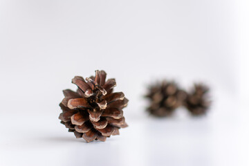 Fototapeta premium pine cones