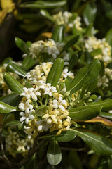 Obraz premium Pittosporum tobira 