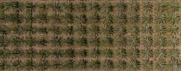 Plantation of date palms top view, aerial view. Aerial view Of the date palm garden. Plantation of...