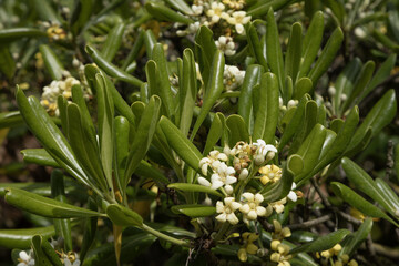 Obraz premium Pittosporum tobira 