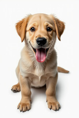 Obraz premium A playful golden retriever puppy sits with its tongue hanging out, looking joyful against a plain white background