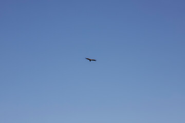 Obraz premium Cóndor Andino (Vultur gryphus) volando en cielo despejado sobre Mendoza, Argentina