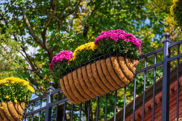 Coir-lined flower box with purple and yellow blooms hanging on a metal railing in Cambridge, Massachusetts, USA
