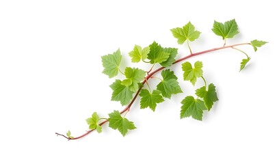 Fototapeta premium Fresh Spring Vine Branch with Lush Green Leaves - Studio Shot. AI Generated