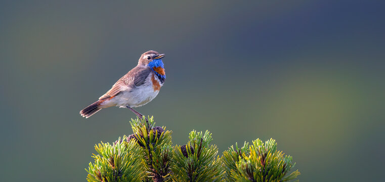 Luscinia svecica svecica he sits on his knees under Snezka in the Giant Mountains and looks out for his partner.
