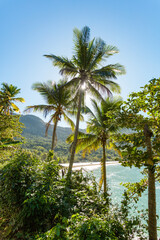 View of Adventurer's Beach with majestic palm tree adorned with turquoise waters, vibrant sunlight at sunset, feeling of relaxation, natural beauty on the coast of Brazil, Angra do Reis in Ilha Grande
