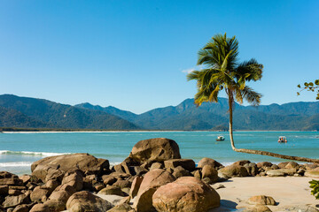 View of adventurer beach with majestic palm tree adorned with turquoise waters, vibrant sunlight, feeling of relaxation, natural beauty on the coast of Brazil, city of Angra do Reis in Ilha Grande