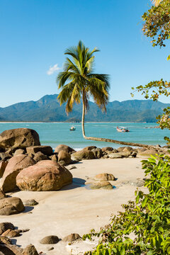 View of adventurer beach with majestic palm tree adorned with turquoise waters, vibrant sunlight, feeling of relaxation, natural beauty on the coast of Brazil, city of Angra do Reis in Ilha Grande