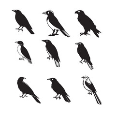 Fototapeta premium bird silhouette collection vector art