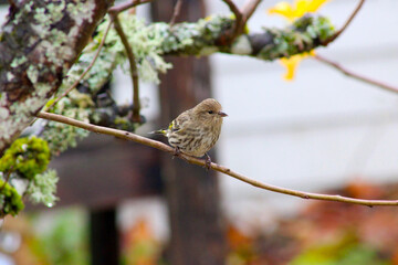Gold Finch Pear Stem 02